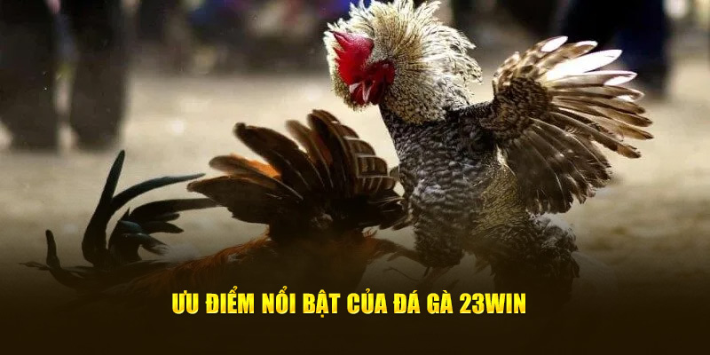 Những ưu điểm nổi bật của tựa game đá gà 23WIN