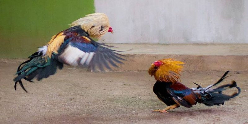 Luật tham gia chọi gà Campuchia cho newbie