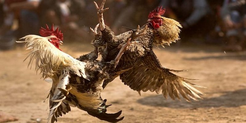 Chọn gống kê có tiềm năng để thi đấu