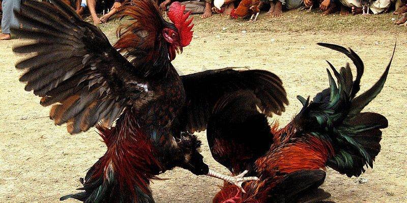 Một số kinh nghiệm đá gà dành cho bạn không thể bỏ qua
